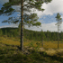 Smalasen