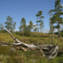 Smalasen