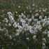 Lin / Wild flax